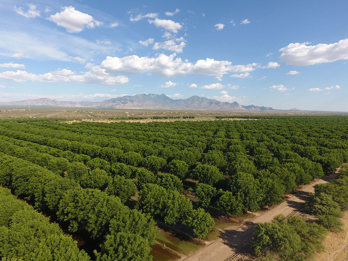 Green Valley Pecan Company Natural and Organic Pecans