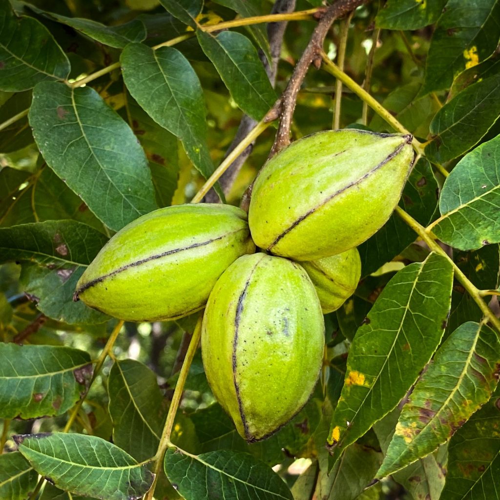 About Farmers Investment CO